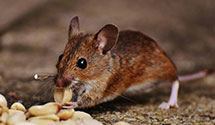 24 Hour & Emergency Exterminators in Memphis Light Gas And Water, TN